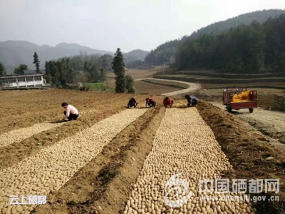 三岔镇天暖抢抓马铃薯育芽带薯移栽
