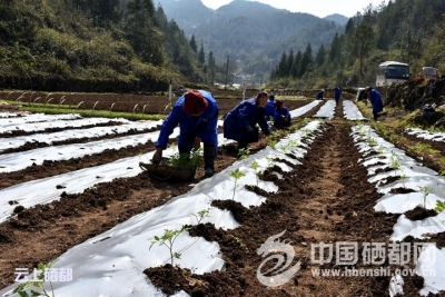 崔家坝镇“春提早”带动贫困户增收