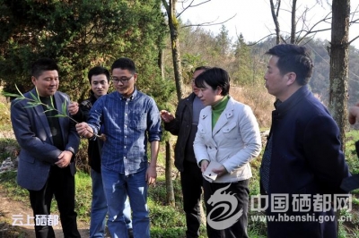 市领导到崔家坝镇调研中药材产业发展