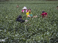 恩施市近三十万亩茶园全面开采