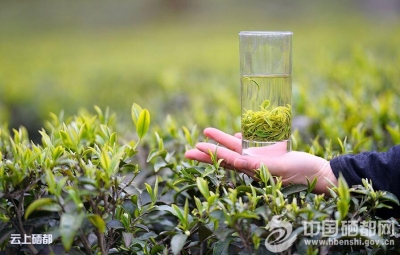 涂晓璇：“恩施玉露”助力恩施发展再生动力