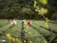 恩施市近三十万亩茶园全面开采