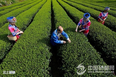 “恩施玉露”非遗焕新春