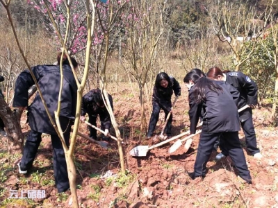 市城管局：义务植树添新绿（图）