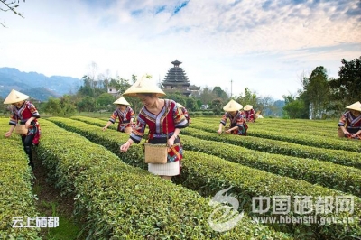 气温回暖 恩施市春茶开采