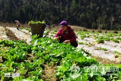 龙凤田间地头忙春耕