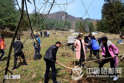 沐抚办事处同植一棵树 共筑绿色梦