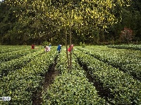 恩施市近三十万亩茶园全面开采