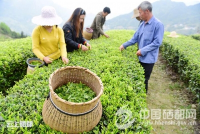 茶园“黄金季” 茶农抢采春茶