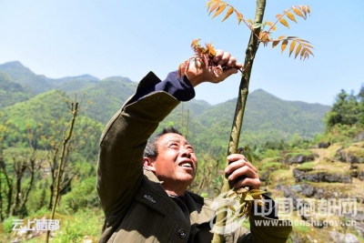 （精准扶贫）香椿催开致富芽