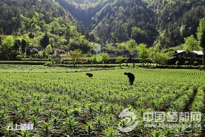 百合香助农就业增收