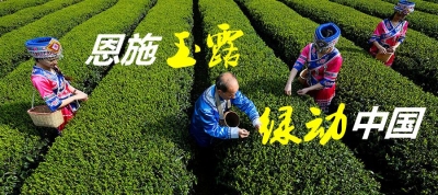 湖北日报：“恩施玉露”是怎样走出深闺的
