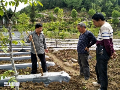 崔家坝镇尖刀班技术指导进田间