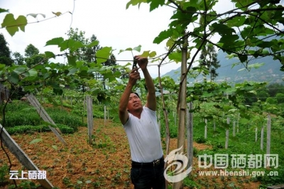 （走进稻池）勤劳双手摘穷帽
