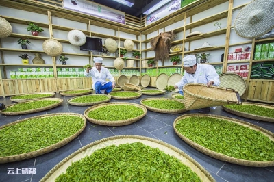 恩施玉露持续升温 凯迪克茶叶销售同比上升21.8%