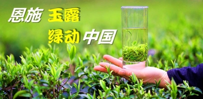 湖北日报：“恩施玉露”迎来发展春天