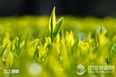 小茶叶变身扶贫大产业