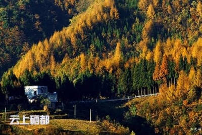 湖北民族学院调研组到铜盆水国家杉木良种基地调研