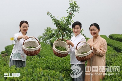 恩施玉露：芊芊少女登舞台