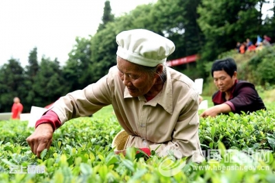 （走进秋木）茶园里面拼技艺