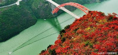 万众瞩目！“巫山红叶”将走向国际 
