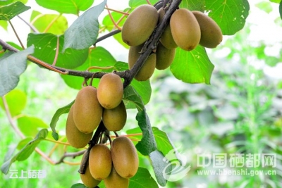 龙　凤：发展“猪沼果”生态循环经济