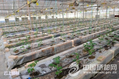 龙　凤：科技“遥控”种地