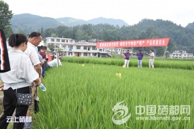 盛家坝：全市水稻病虫害绿色防控现场培训会在盛家坝乡召开