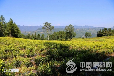 新　塘：茶叶长势旺
