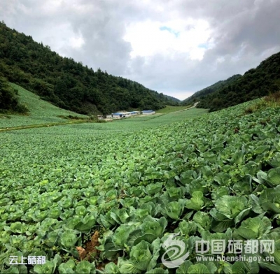 大峡谷：高山蔬菜辟富路