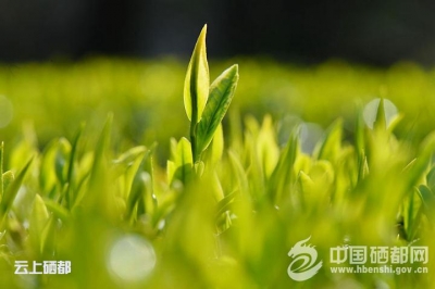 杨秀武：恩施玉露