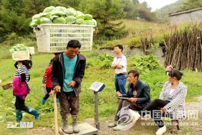 又到蔬菜收获季