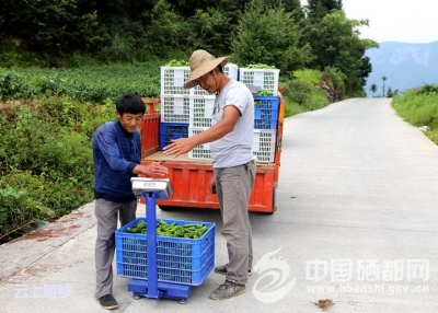 屯　堡：订单辣椒喜获丰收