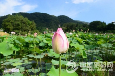 三　岔：夏日青莲香
