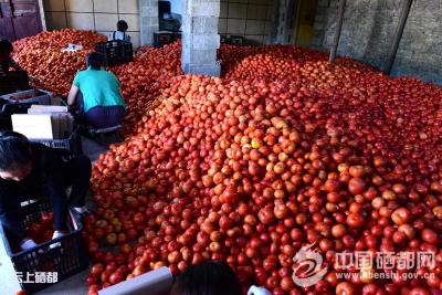 （摄影专题）“致富菜”喜获丰收