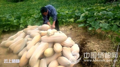 崔家坝：南瓜丰收助脱贫