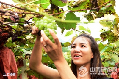 葡萄熟 游人醉 果农乐