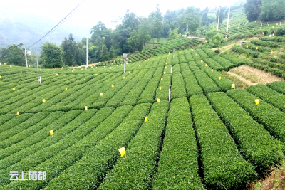（精准扶贫）芭蕉：绿水茶山更是金山银山