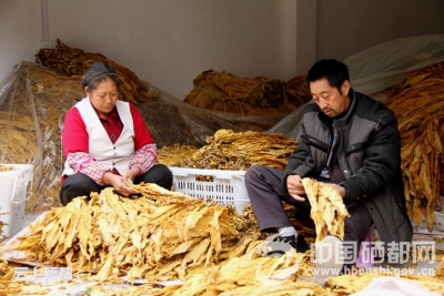 （图片新闻）“黄金叶”铺就致富路