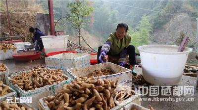 【精准扶贫】富硒天麻筑富路