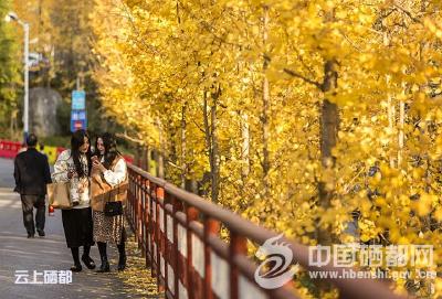 【图片新闻】冬日暖银杏黄 