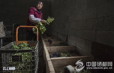 【锐眼看恩施】高菊花：特色养殖奔富路