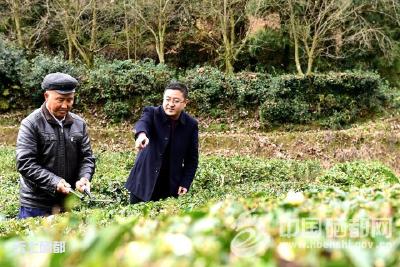 【“三大工程”助脱贫】王雪云：一片茶叶筑富路