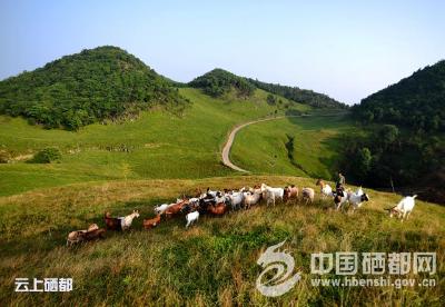 【40年看恩施】“畜”势强劲牧歌扬