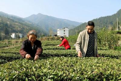 恩施玉露：茶香浓郁沐春风