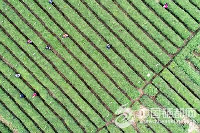清明采茶正当时