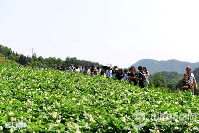 马铃薯大会参会代表到恩施市考察硒土豆