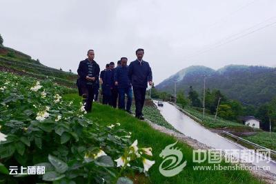 向前进到三岔镇调研全国马铃薯大会筹备情况