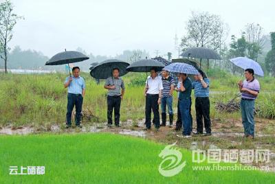 柯东海调研州城“裸土覆绿”工作