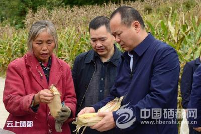 苏勇：统筹协调 推动各项工作取得新成效